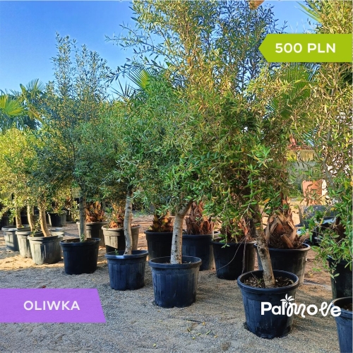 Oliwka